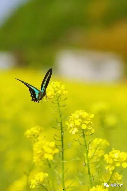 三千相思无尽处,无尽情感之旅  第2张